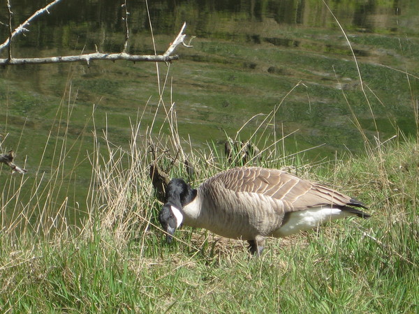 Canada Goose eating