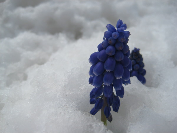 Grape hyacinth in snow