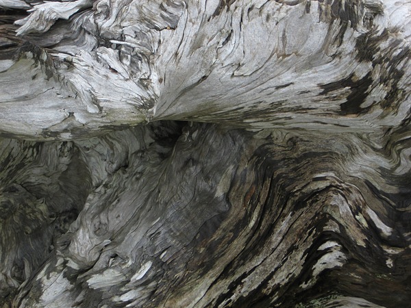 White driftwood