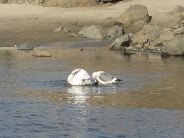 Seagulls washing