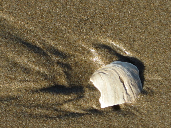 Shell in sand