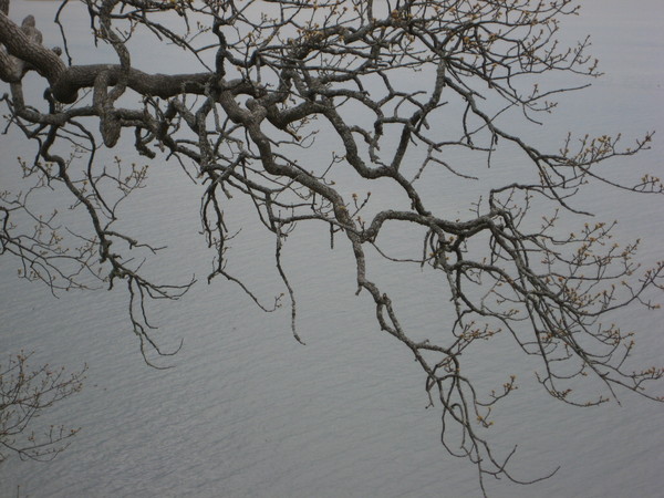 Oak and water