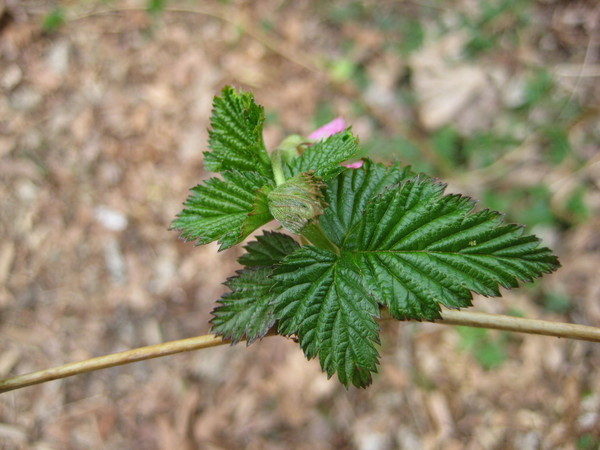 Salmonberry leaf
