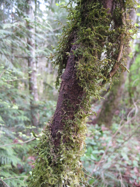 Mossy limb
