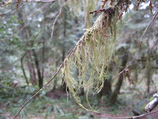 Hanging moss