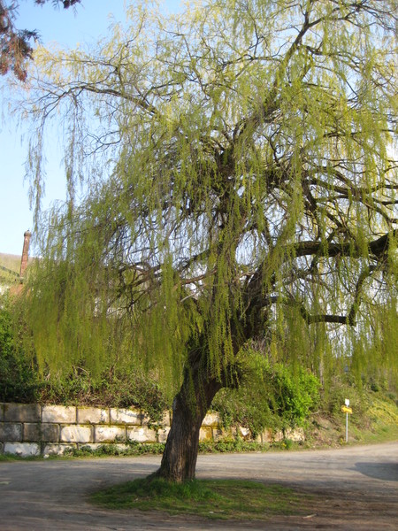 Back of willow