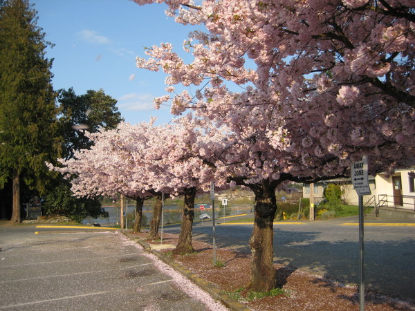 Flowering cherries