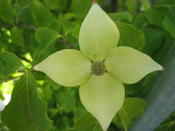 Dogwood false flower