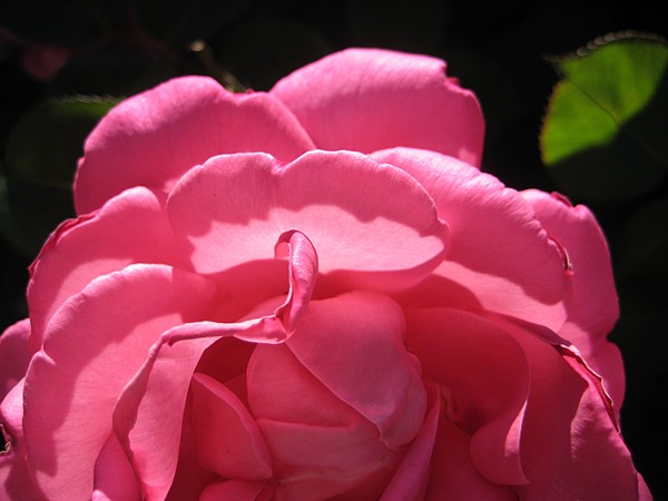 Folded rose
