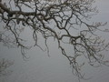 Oak and water