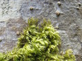 Climbing moss