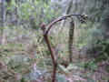 Twig and seed