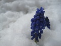 Hyacinth in snow